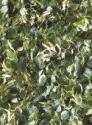 Пробковые полы (клеевые) - Basswood Leaf